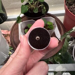 Maya rose gold threadless end